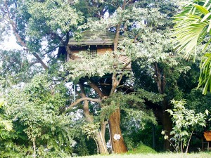 hornbill river resort dandeli