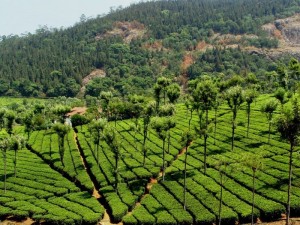 coonoor tea gardens