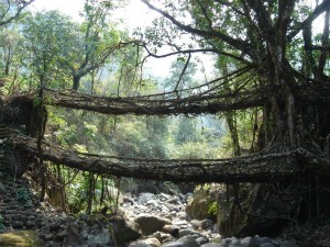 root bridge in the forests