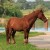 pony_home