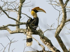 hornbill
