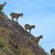 Nilgiri Tahr
