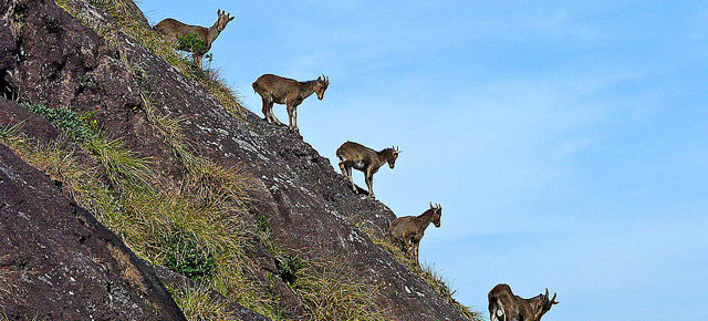 murkuthi national park - spotting the nilgiri tahr