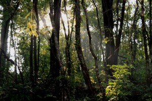 Forests in  Arasinamakki