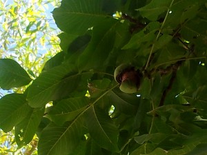 walnuts